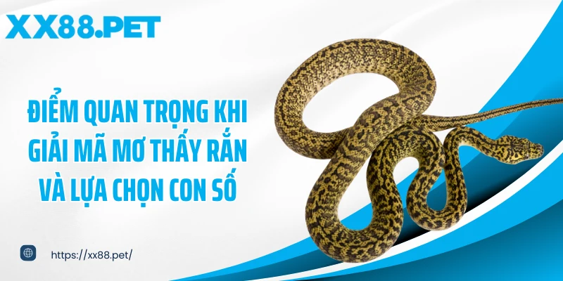 Điểm quan trọng khi giải mã mơ thấy rắn và lựa chọn con số
