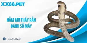 Nằm mơ thấy rắn đánh số mấy